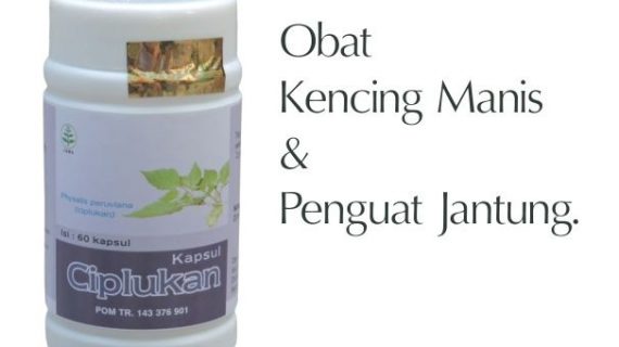 Obat Herbal Ciplukan Mengobati Kencing Manis