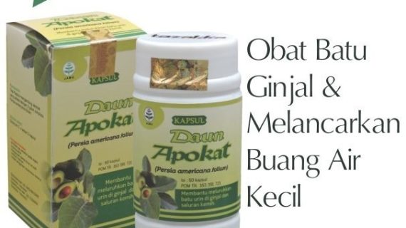 Obat Herbal Daun Apokat Mengobati Batu Ginjal
